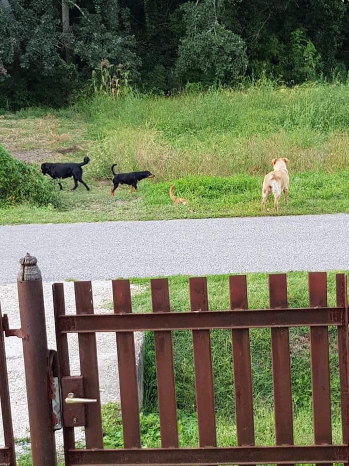 A falubeliek felvételei szerint mindenfelé szabadon garázdálkodnak a kutyák (7 / 2. kép)