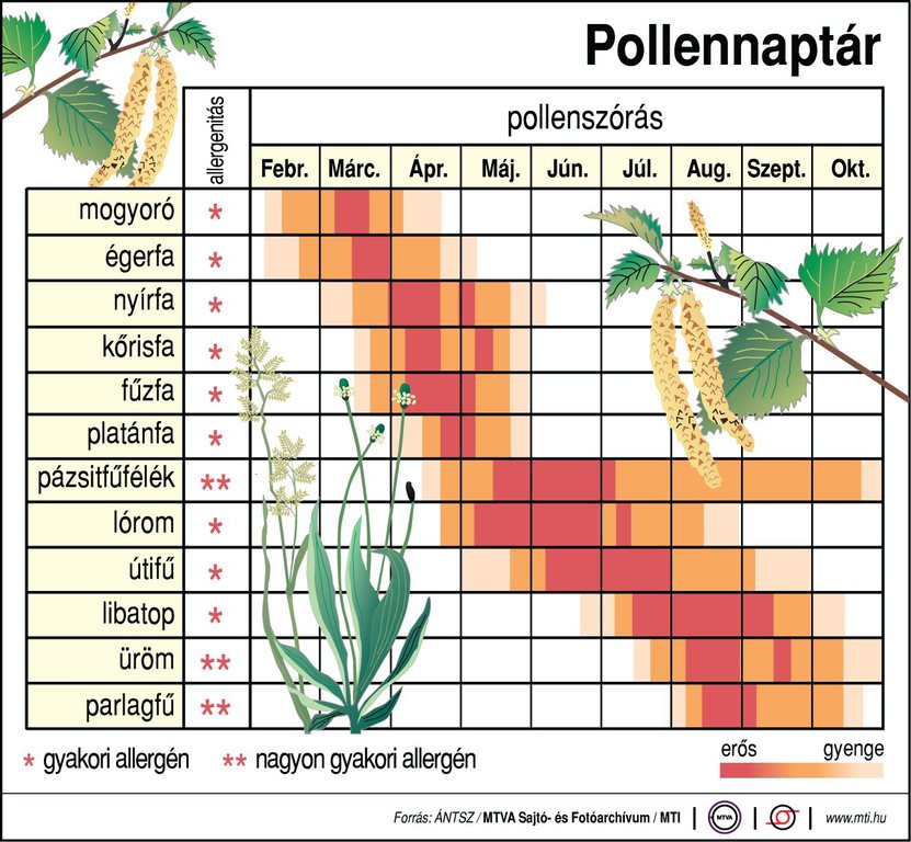 Több növény pollenkoncentrációja is eléri már a magas szintet (1 / 1. kép)