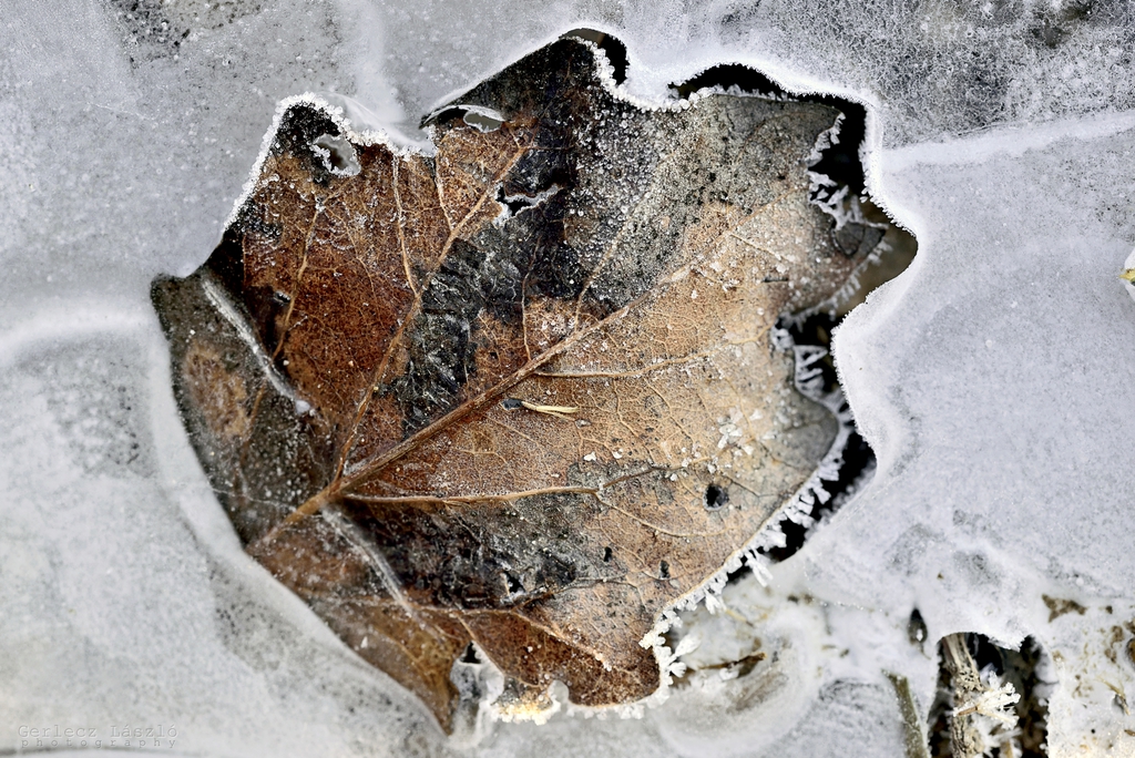Fagyott árny: Egy őszi falévél jégbe fagyva, valamint a jég felszínének struktúrája (rianás és a gázbuborékoktól keletkezett repedés) (11 / 2. kép)