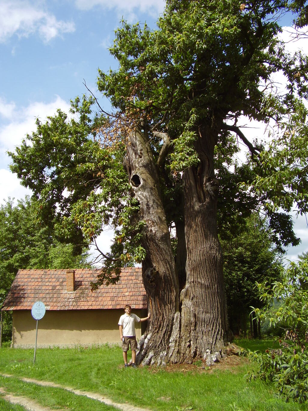 Surd - szelídgesztenye