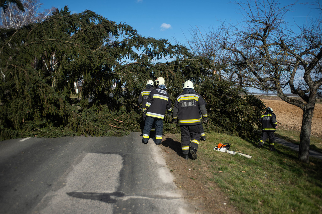 A kidőlt fa teljes szélességében eltorlaszolta a főutat (11 / 2. kép)