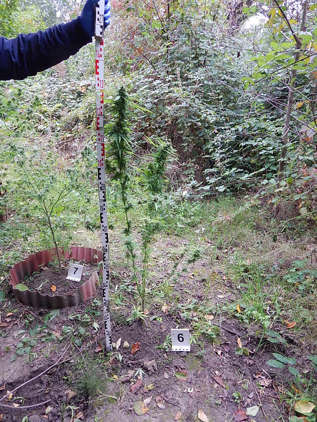 A ház mögött találtak rá a két tő vadkenderre - Fotó: Police.hu (5 / 2. kép)