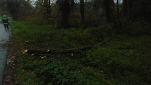 25 méteres fa dőlt az útra Mikében
