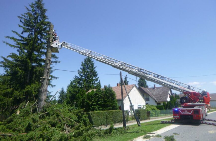Megdőlt a fenyőfa