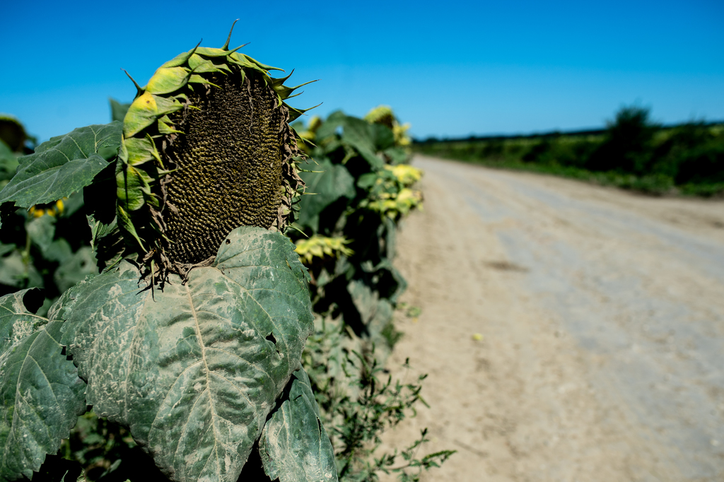 A leszakadt Rinya-híd Segesdnél, az elkerülő földút és a munkálatok Beleg környékén (26 / 13. kép)