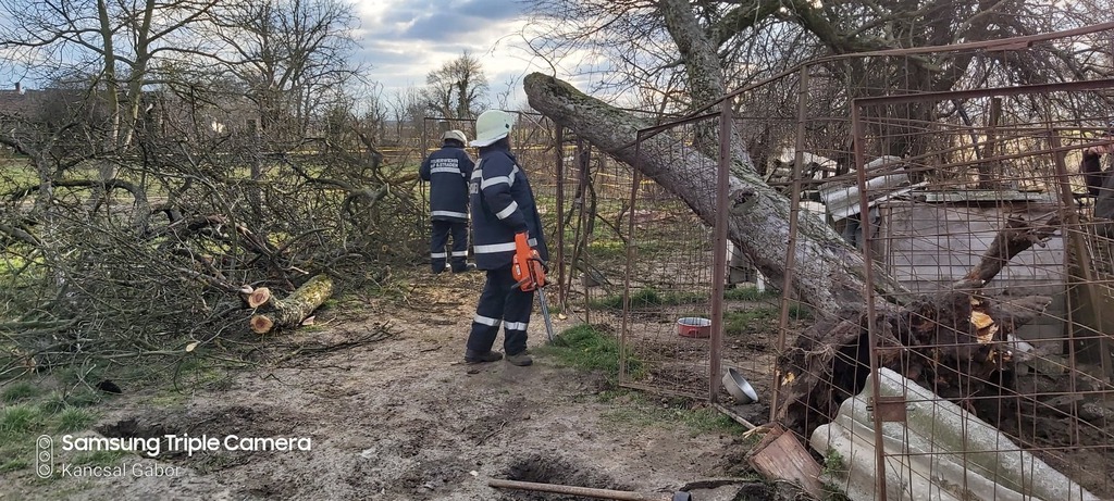 Kettétörte a fenyőt a szélvihar (16 / 14. kép)