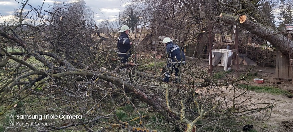 Kettétörte a fenyőt a szélvihar (16 / 15. kép)