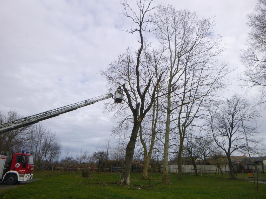 Veszélyes megdőltek a fák a taranyi iskola udvarán (6 / 3. kép)