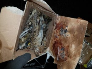 22 kartondobozban több mint 2500 madár tetemére leltek a pénzügyőrök