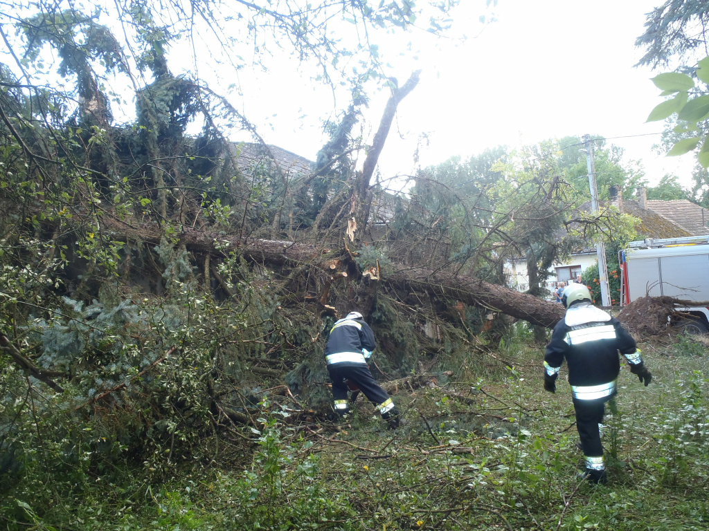 A vihar fákat döntött ki egyebek között Tabon és Somogyegresen. (5 / 3. kép)