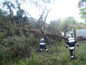 A vihar fákat döntött ki egyebek között Tabon és Somogyegresen.