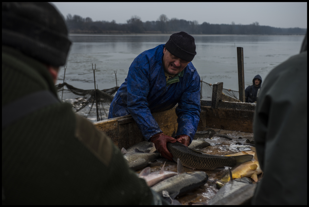 Rendkívül embert próbáló munka a téli lehalászás (21 / 20. kép)