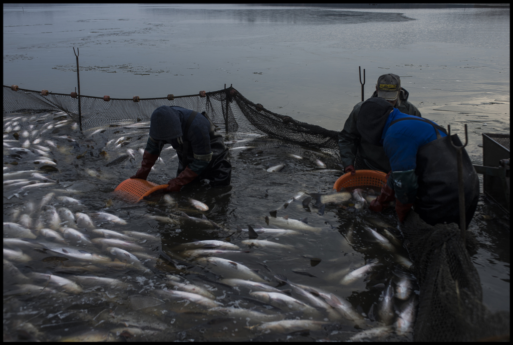 Rendkívül embert próbáló munka a téli lehalászás (21 / 21. kép)