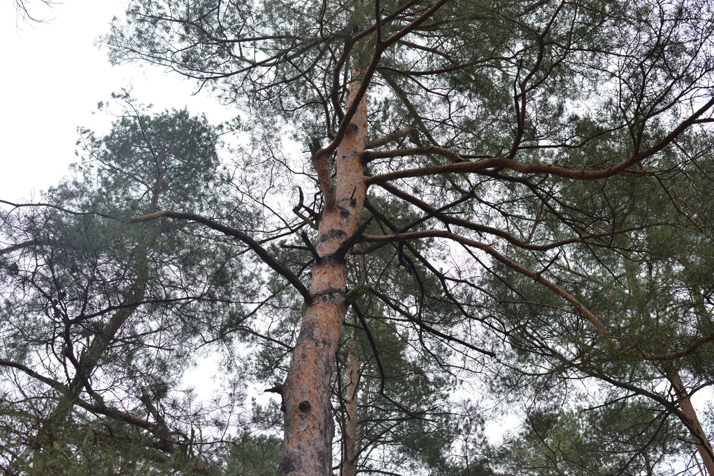 Még a téli hidegben is jól esik egy hosszú séta a természetben (37 / 24. kép)