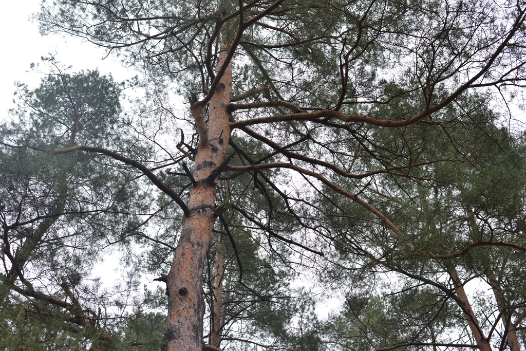Még a téli hidegben is jól esik egy hosszú séta a természetben (37 / 25. kép)