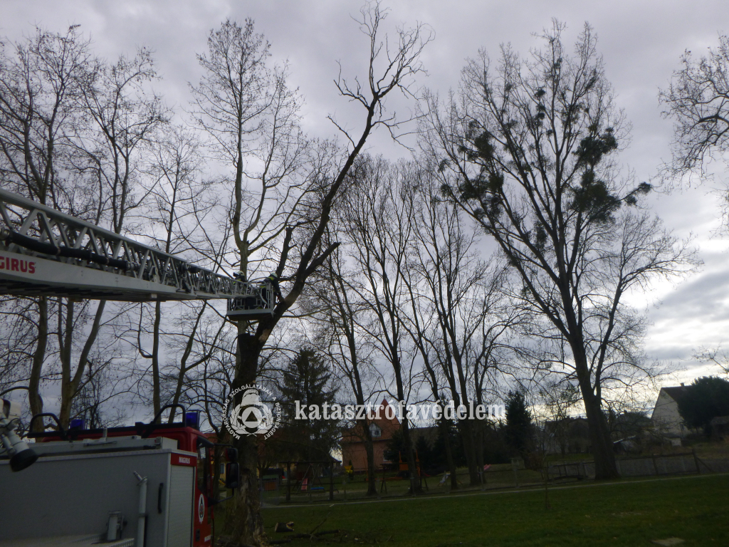 Veszélyes megdőltek a fák a taranyi iskola udvarán (6 / 4. kép)