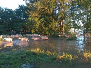 300 birkát mentettek ki az áradásból