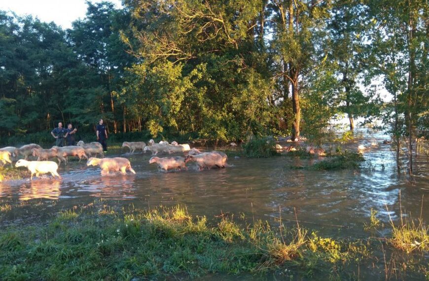 300 birkát mentettek ki az áradásból