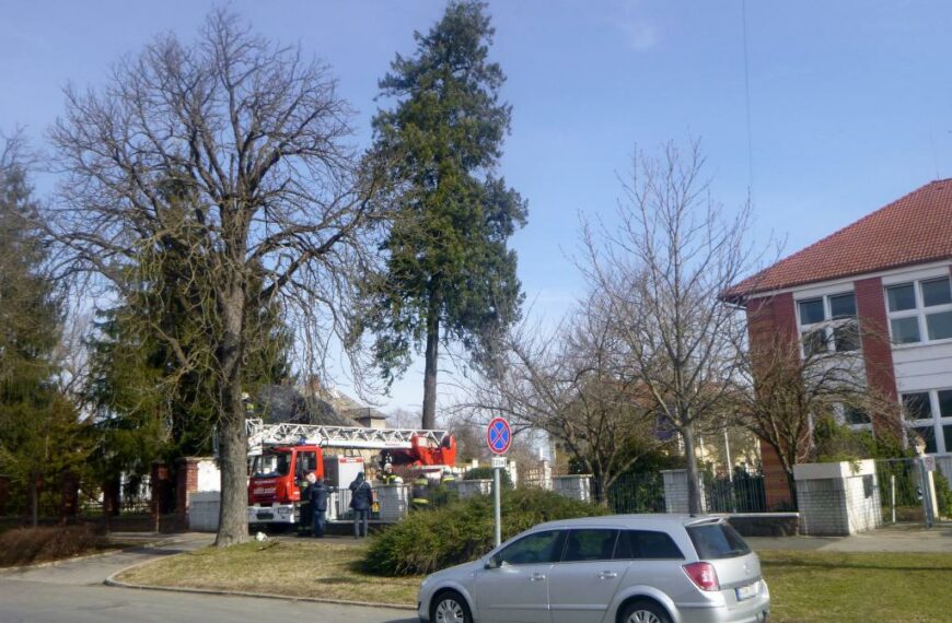 Megdőlt a hatalmas fa