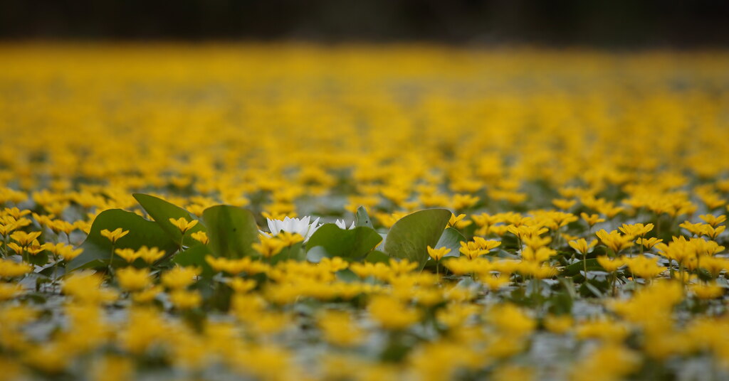 Fehér tündérrózsa virít a tündérfátyol sárga virágai között.