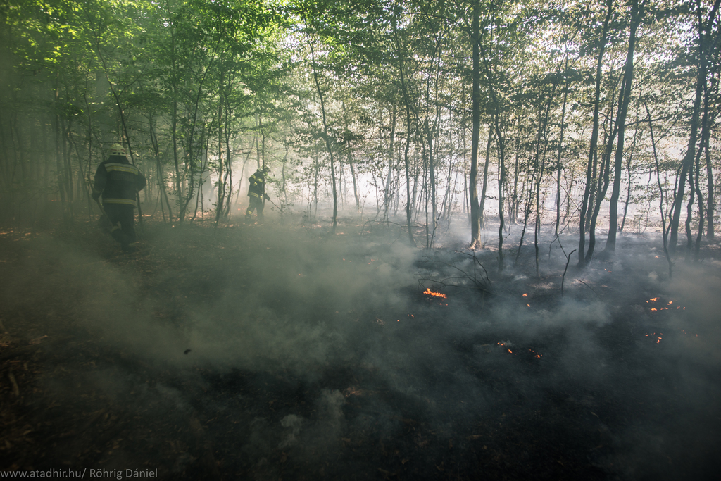 Két hektár lángol az erdő mellett Bolhásnál (9 / 4. kép)