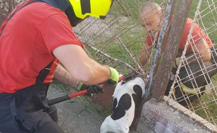 Feszítővágó is kellett a kutya kiszabadításához (4 / 4. kép)