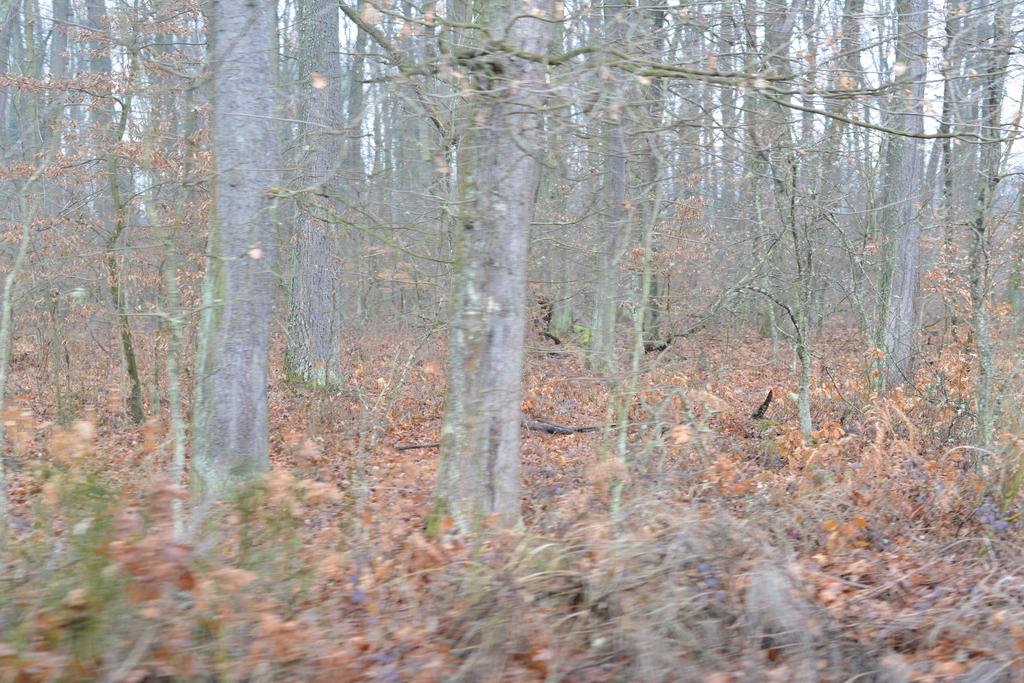 Még a téli hidegben is jól esik egy hosszú séta a természetben (37 / 5. kép)