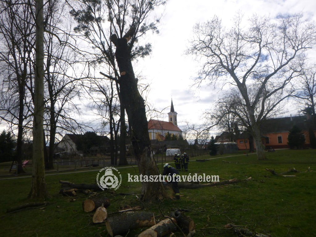 Veszélyes megdőltek a fák a taranyi iskola udvarán (6 / 1. kép)