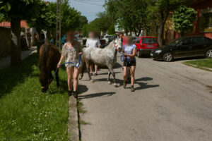 A lovakat az utca lakói fogták össze