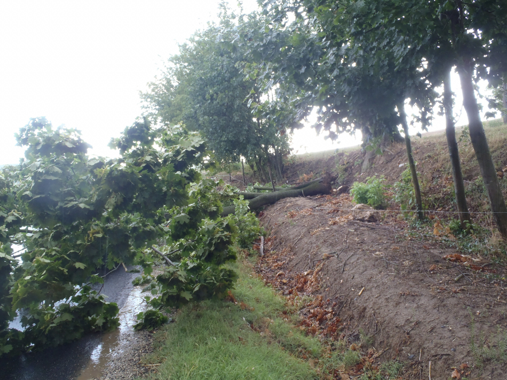 A vihar fákat döntött ki egyebek között Tabon és Somogyegresen. (5 / 5. kép)