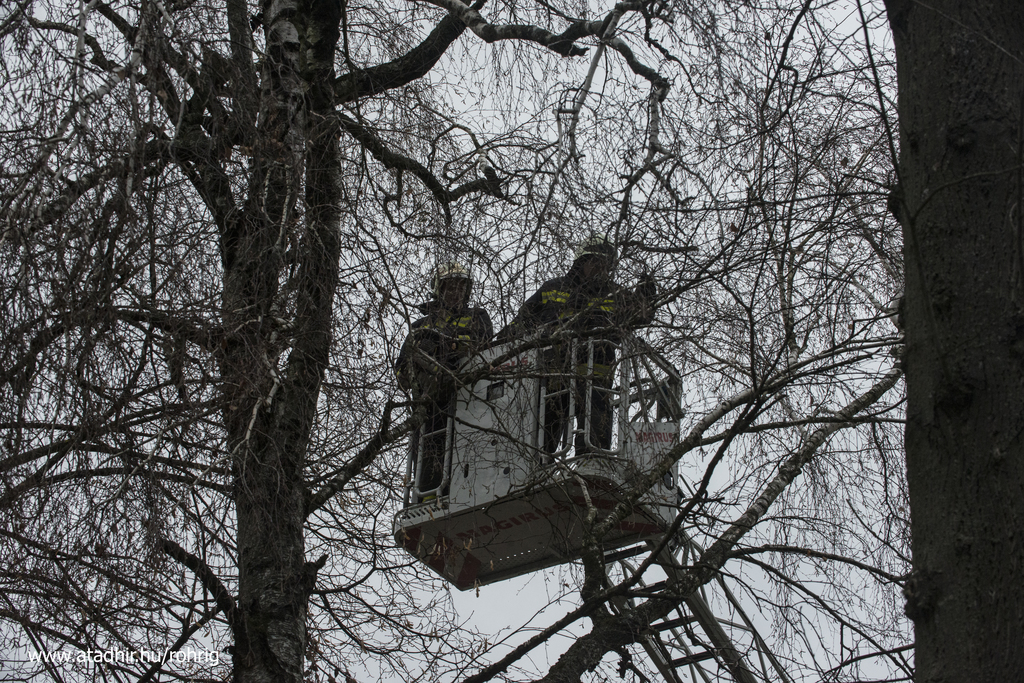 Láncfűrésszel aprították a kicsavarodott ágat