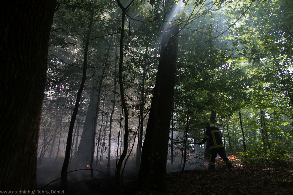 Két hektár lángol az erdő mellett Bolhásnál (9 / 6. kép)