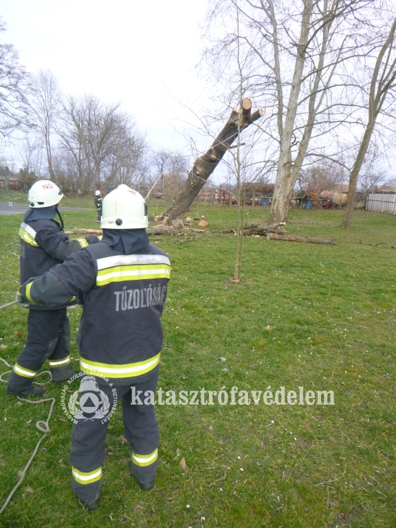 Veszélyes megdőltek a fák a taranyi iskola udvarán (6 / 6. kép)