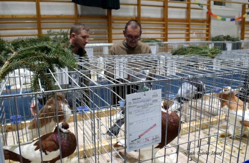 Szebbnél szebb galambokat állítottak ki