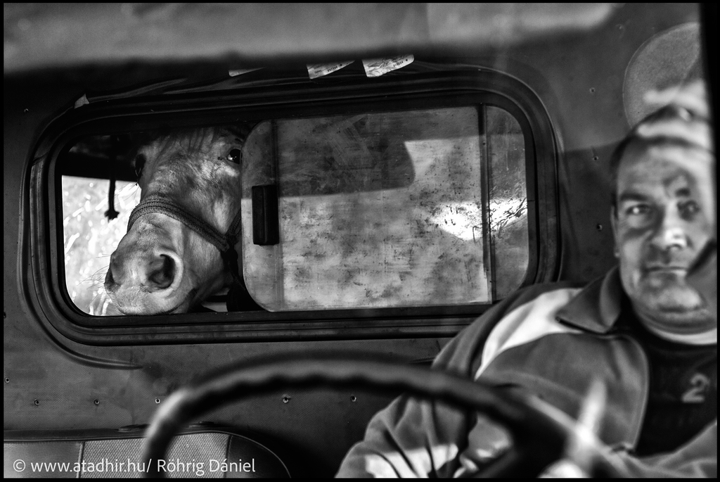 Röhrig Dániel kollégánk két éven át fotózta a lókupeceket Somogyban. A képgalériában ezekből láthatnak egy válogatást. (10 / 1. kép)