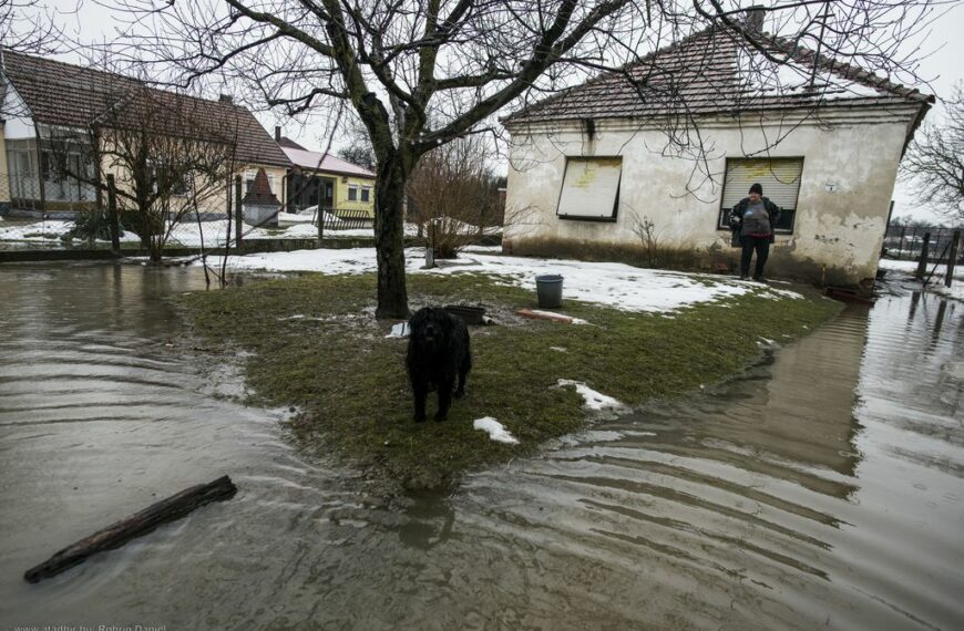Bodri kutya saját szigetet kapott