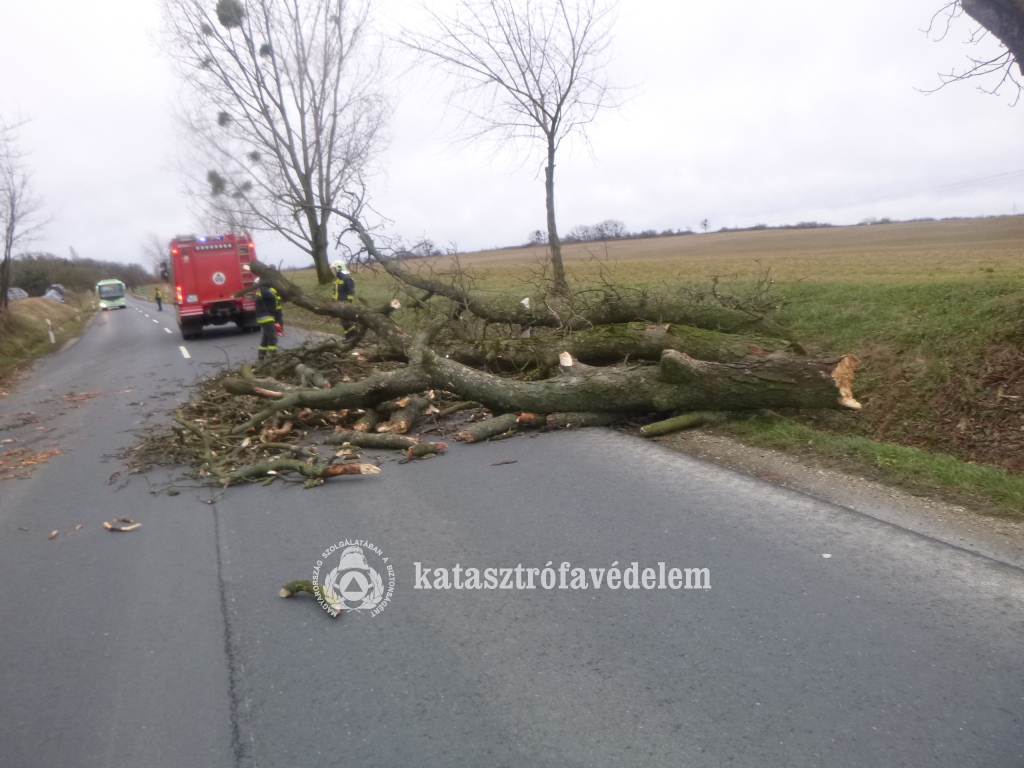 Kettétörte a fenyőt a szélvihar (16 / 10. kép)