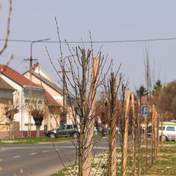 Lendületben a fanyüvő