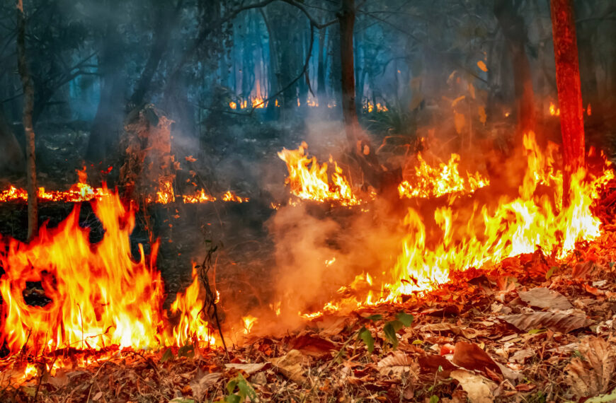 Elrendelték a tűzgyújtási tilalmat az egész országban